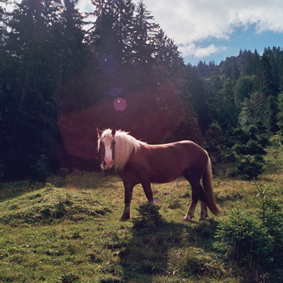 Reiten im Dialog – Pferd auf der Weide