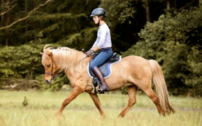 Schritte in der Ausbildung von Reiter und Pferd