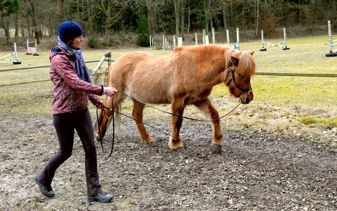 Longieren lernen: Wenn dein Pferd nicht „raus“ geht