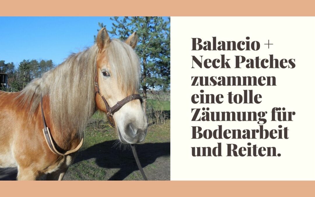 Balancio + Neck Patches – zusammen eine tolle Zäumung für Bodenarbeit und Reiten