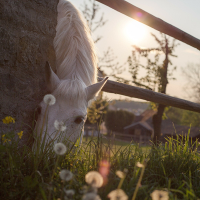 400+400 Homepage Newsletter Ellen Keßler – Reiten im Dialog
